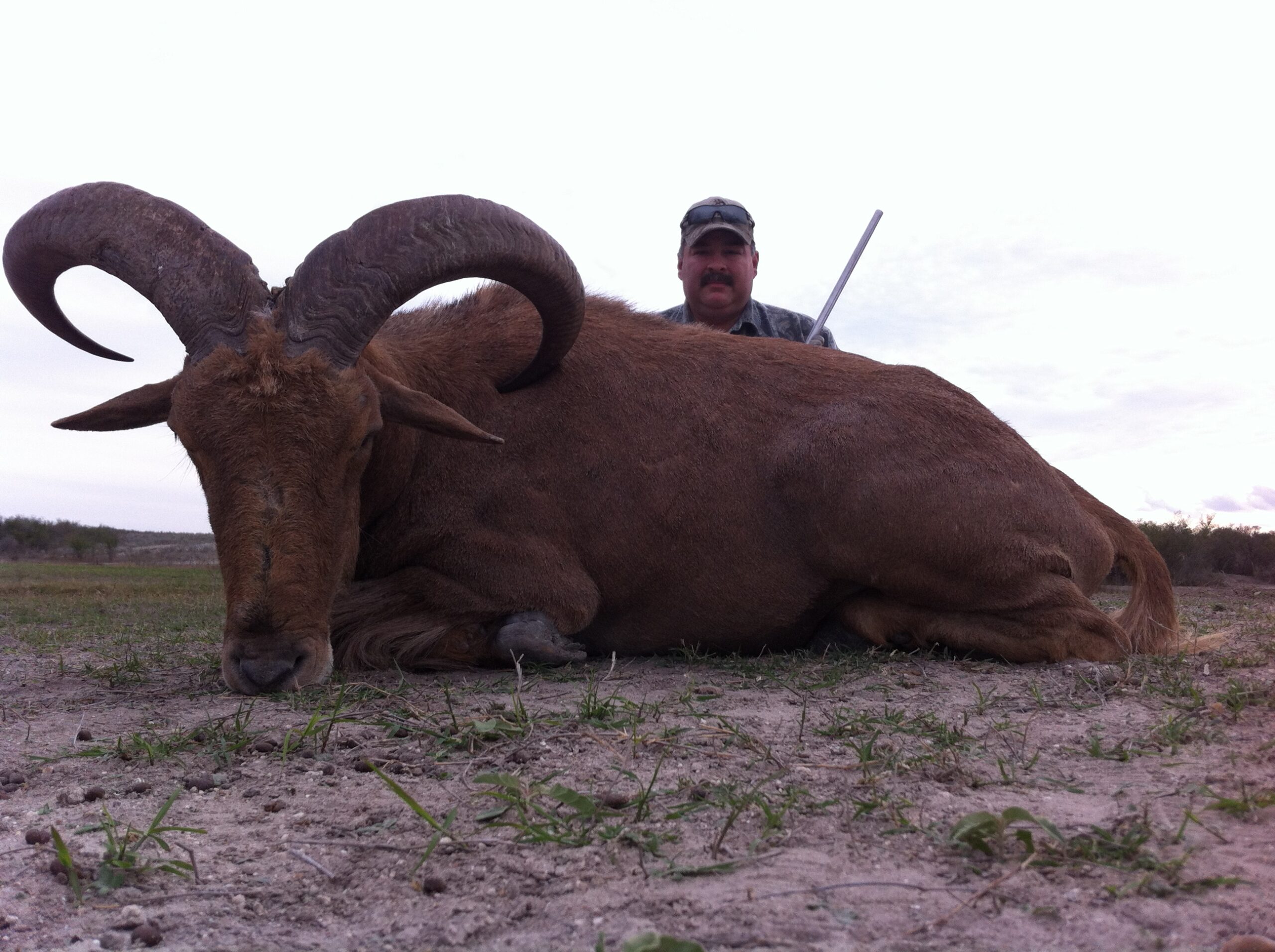 Aoudad Hunting in Texas