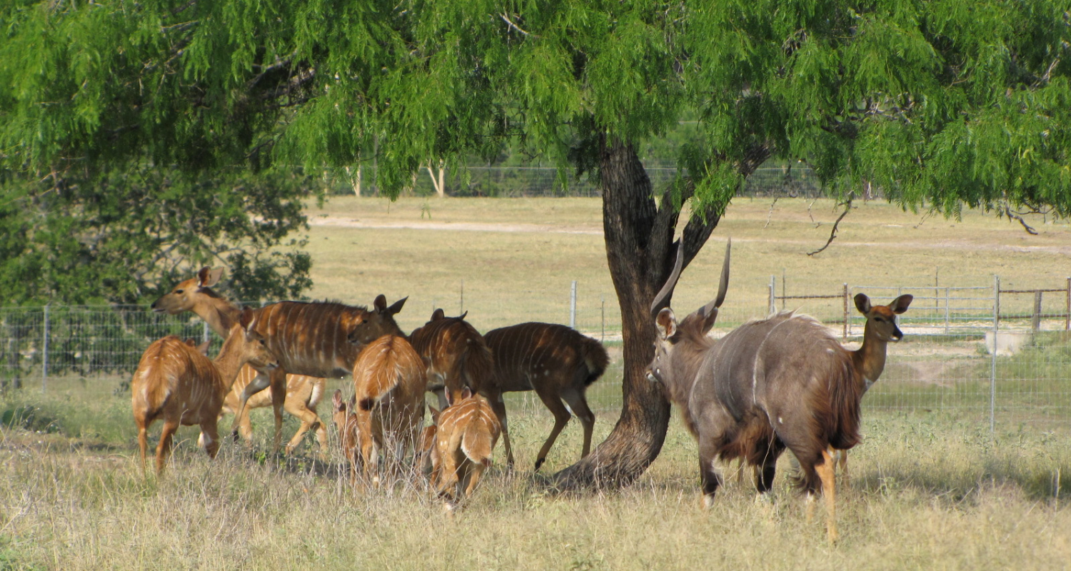 About the Lonesome Bull Ranch