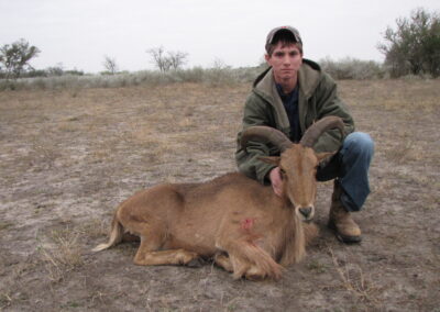 Aoudad Meat Hunt Texas