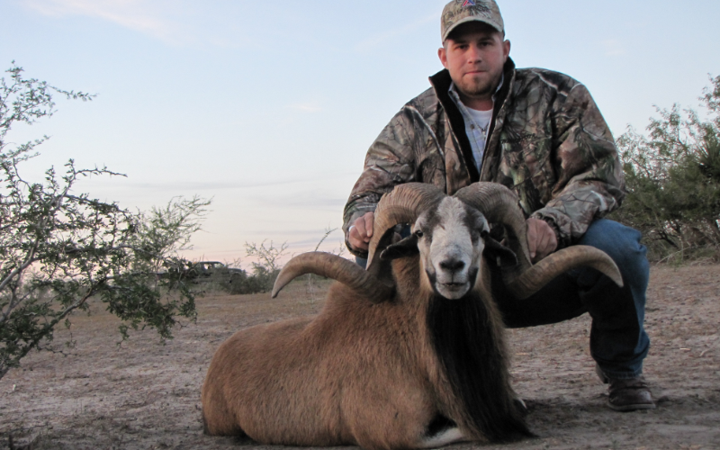 Corsican Exotic Hunt in Texas