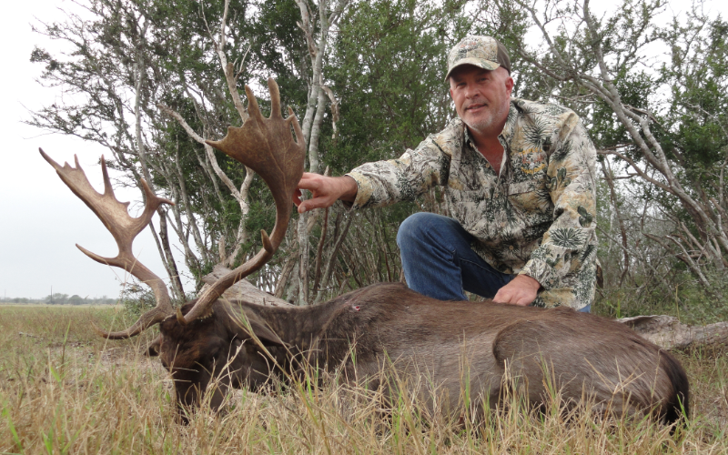 Fallow Deer Exotic Hunt in Texas