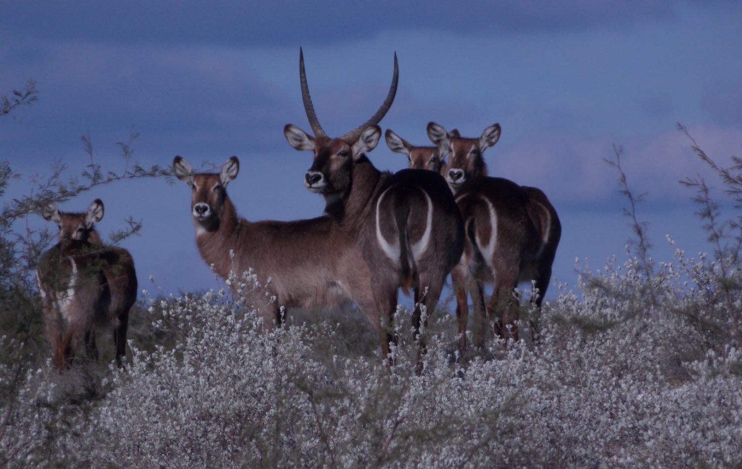 Hunting at Lonesome Bull Ranch