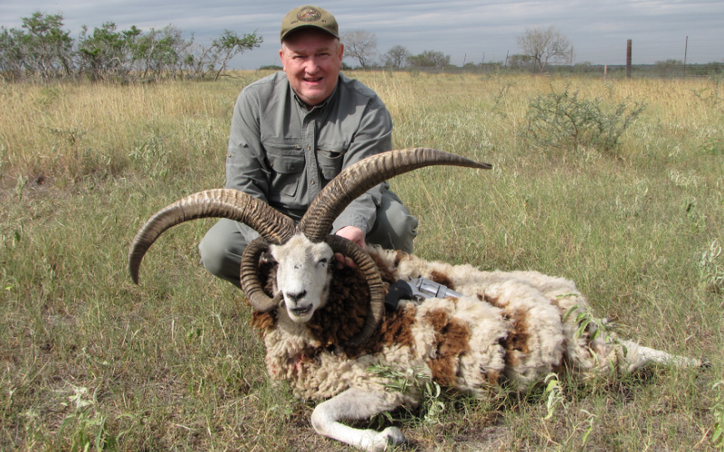 Jacob Sheep Exotic Hunt in Texas