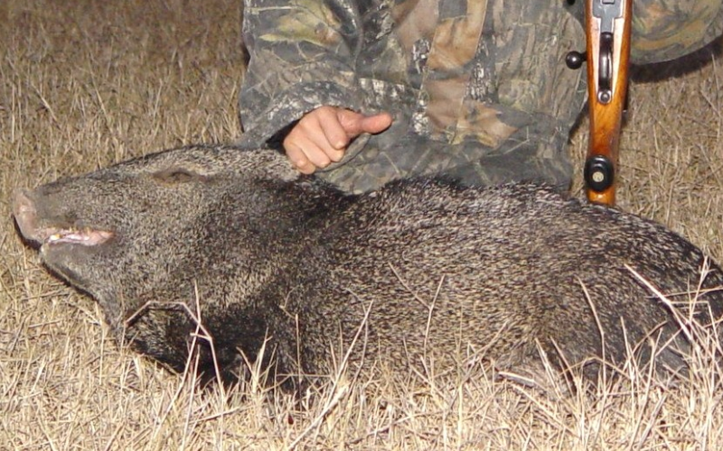 Javelina Exotic Hunt in Texas