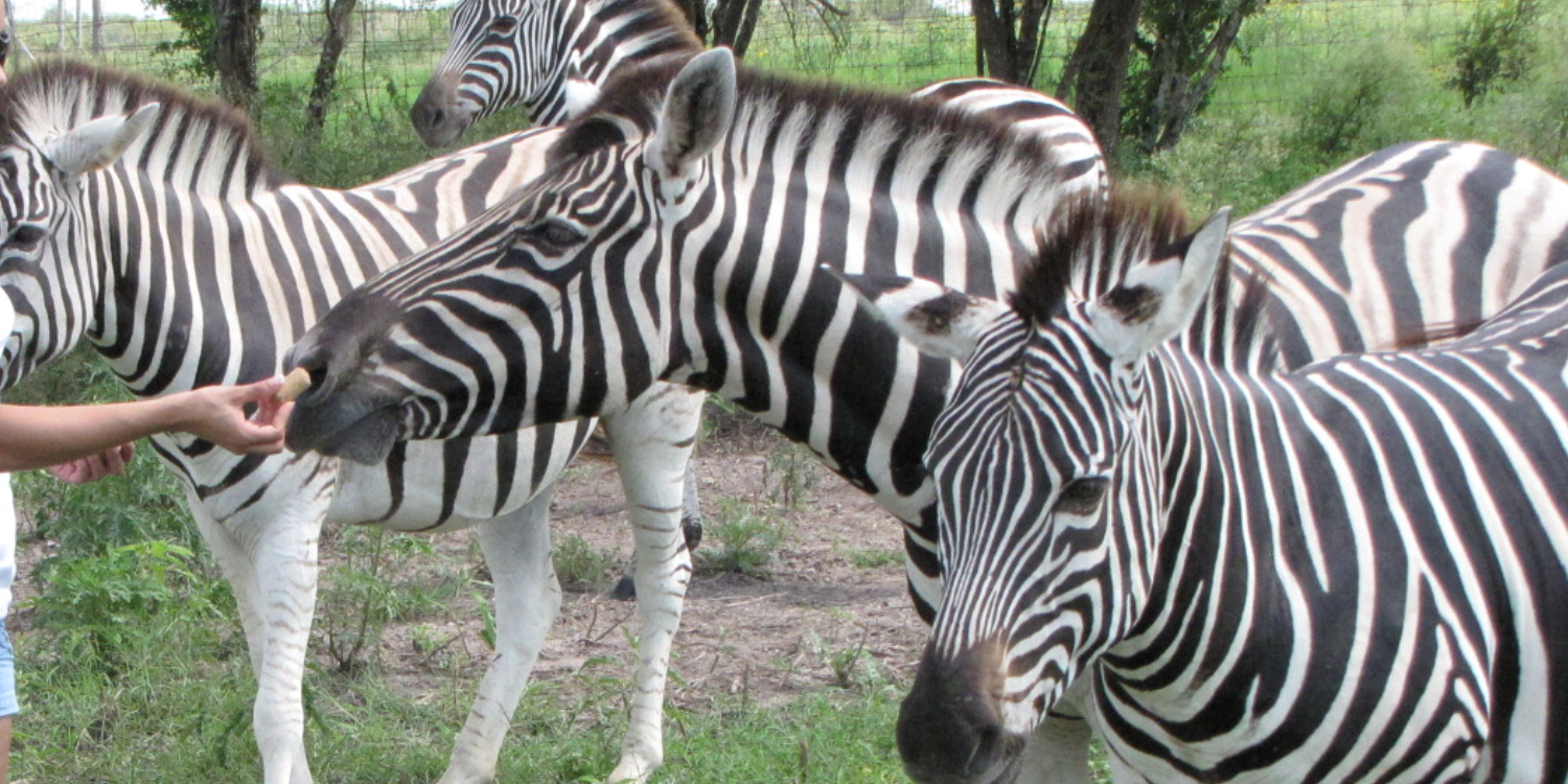 Live Zebra for Sale