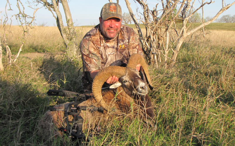 Mouflon Exotic Hunt in Texas