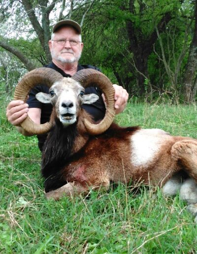 Mouflon Sheep Hunt