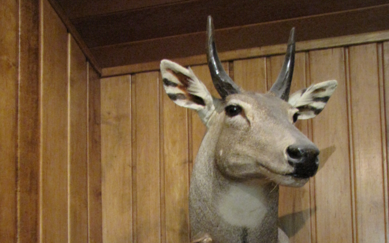 Nilgai Exotic Hunt in Texas