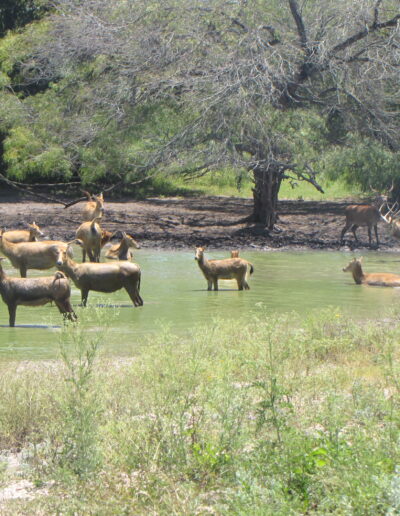 Pere David's Deer Hunt