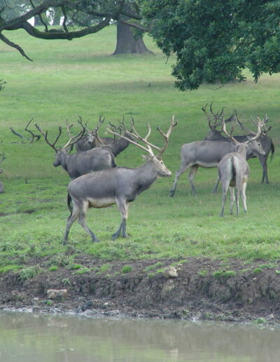 Pere David's Deer Hunt Texas