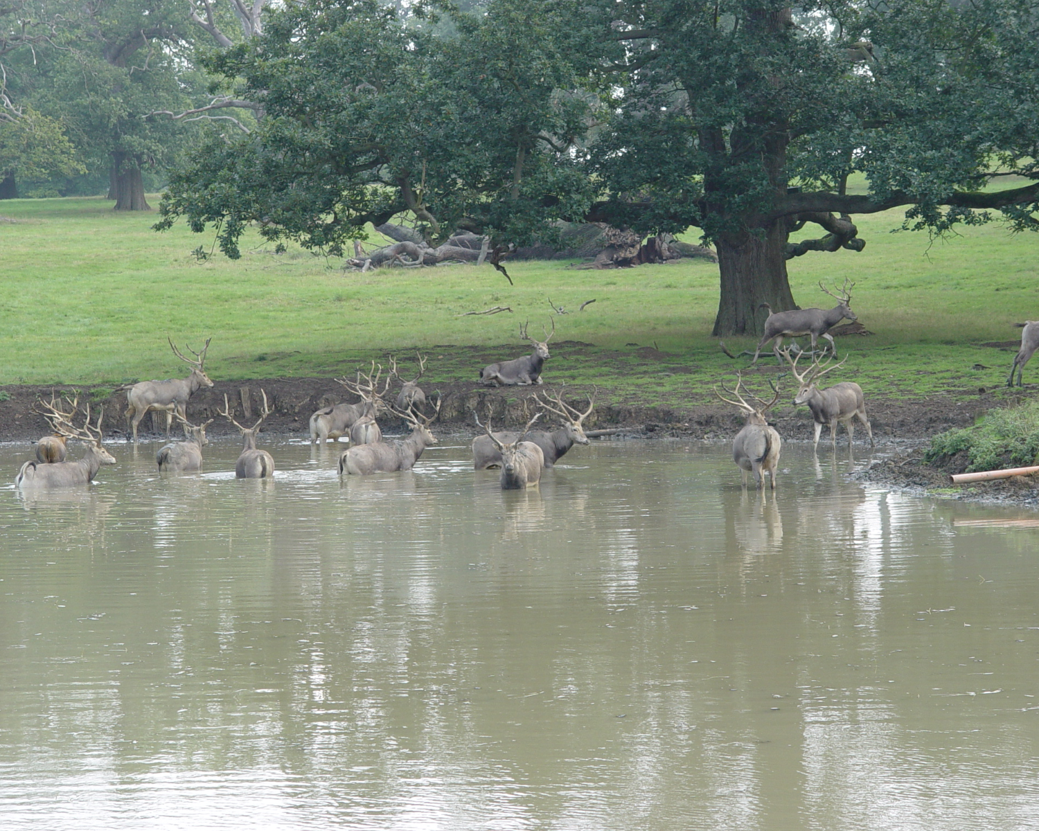 Pere David's Deer Hunting in Texas