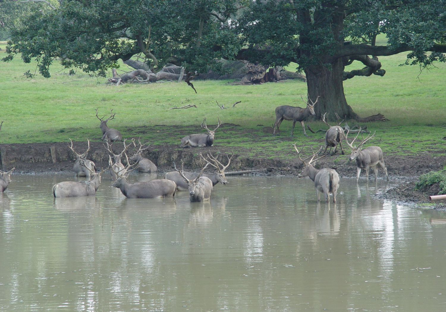 Pere David's Deer at the Ranch