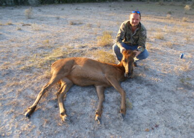 Red Stag Meat Hunt Texas