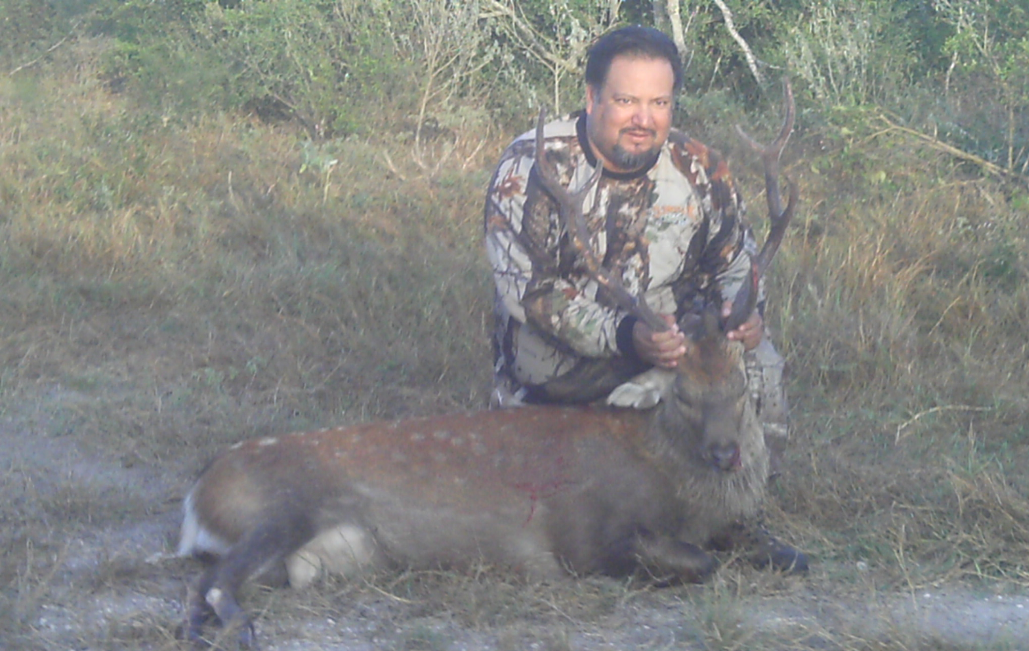 Sika Deer Hunting in Texas