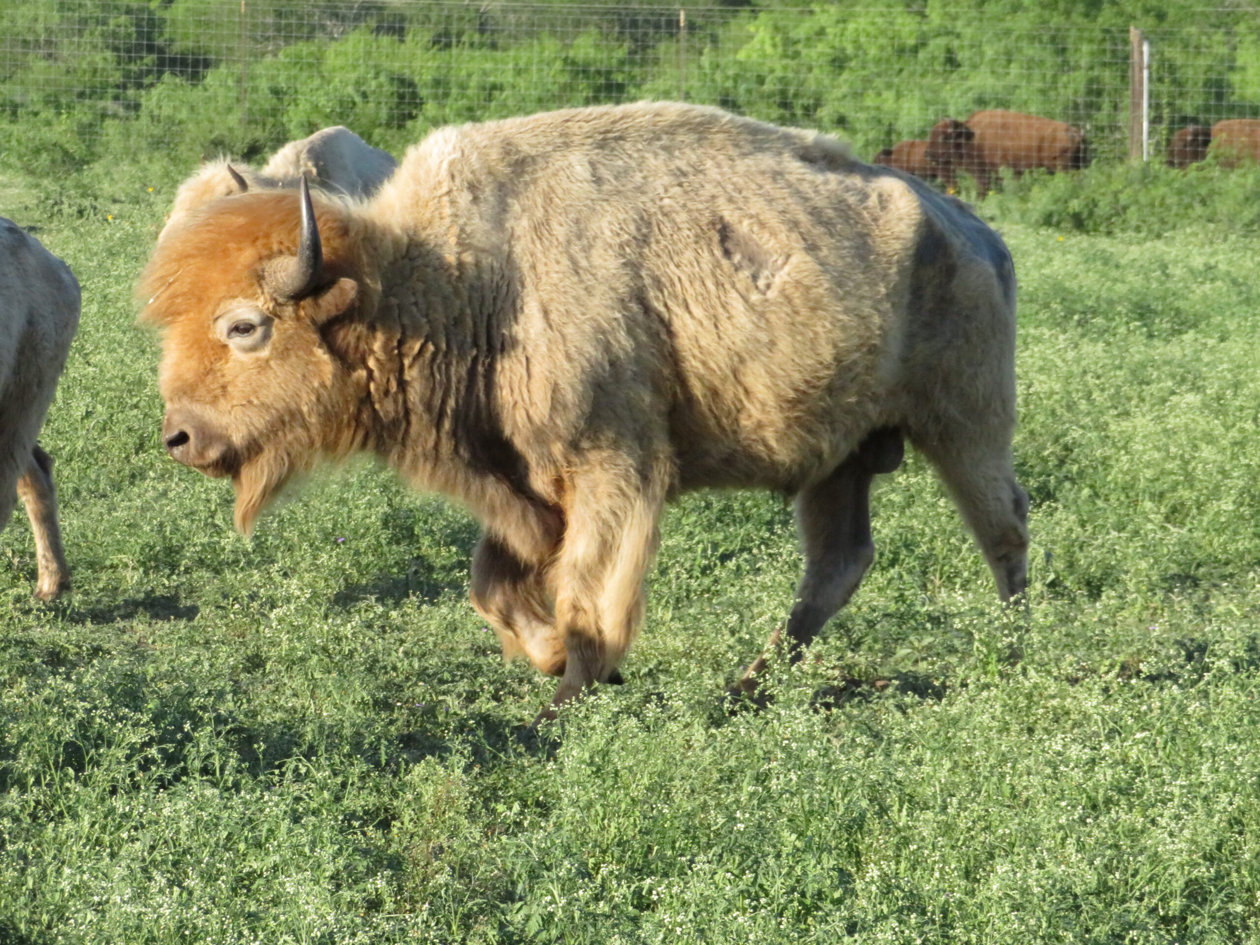 TX White Buffalo Hunting