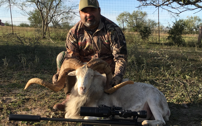 Texas Dall Sheep Exotic Hunt in Texas