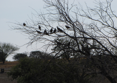 Texas Dove Hunting