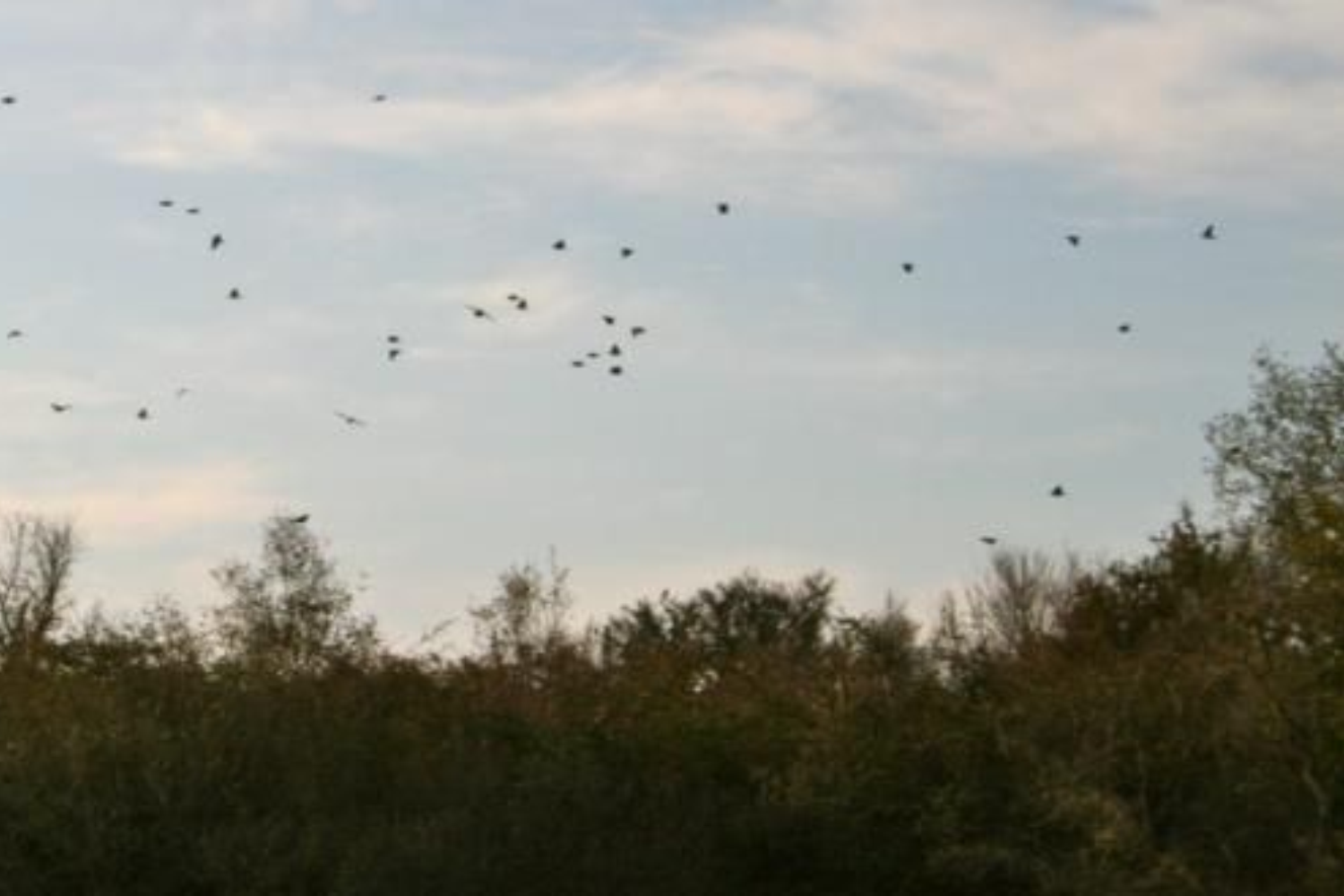 Texas Dove Hunts