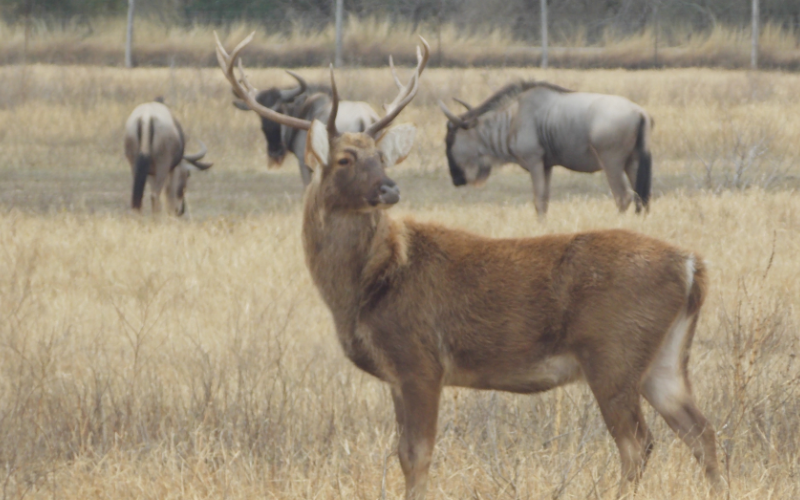 Texas Exotic Hunting