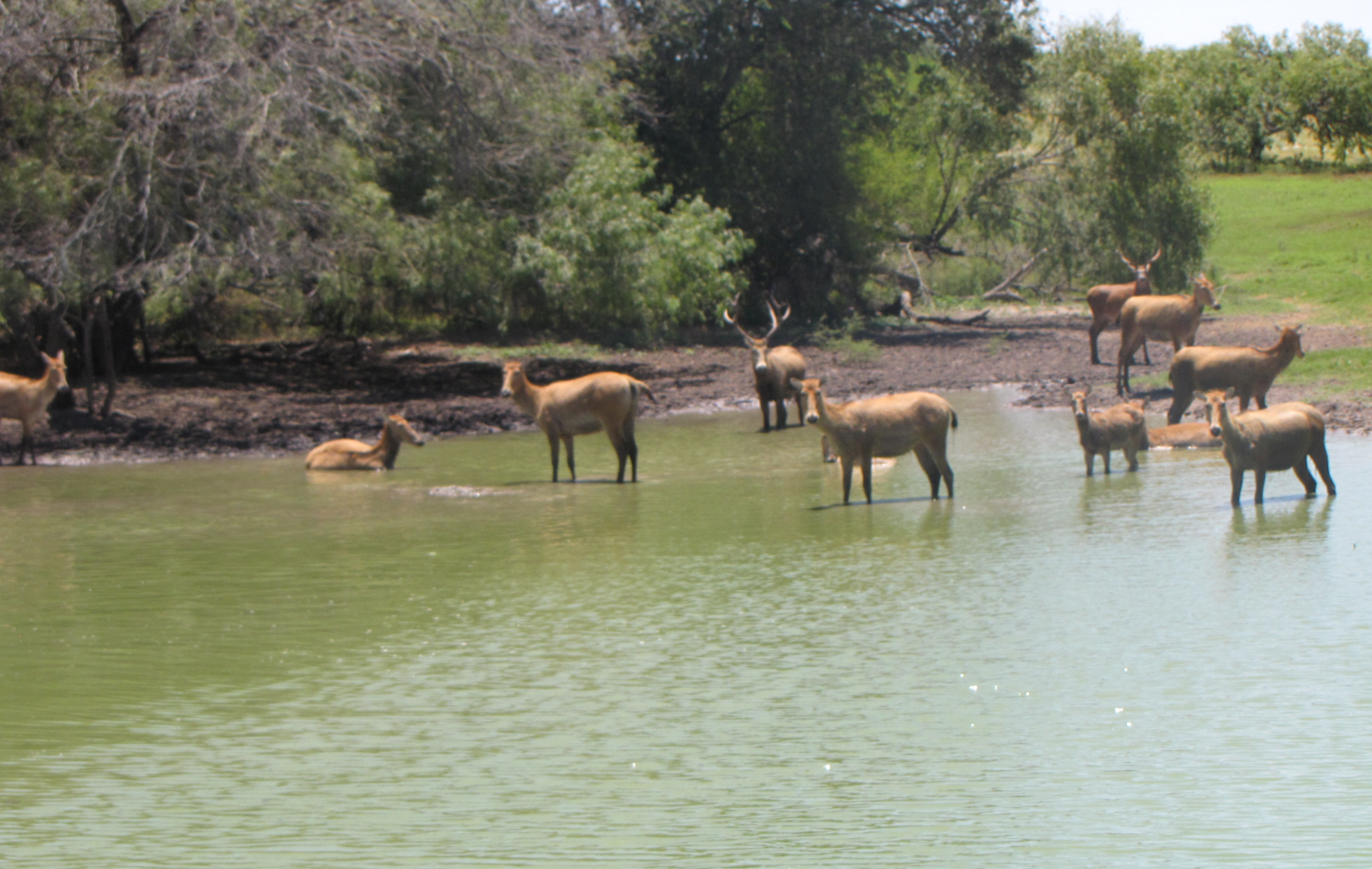 Texas Pere David's Deer Hunting