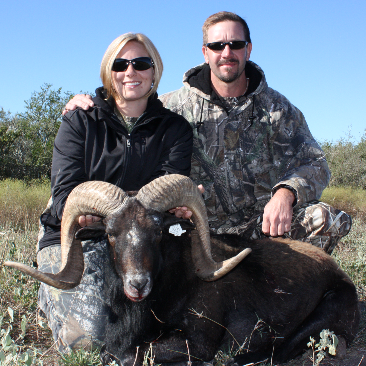 Trophy Mouflon Hunting