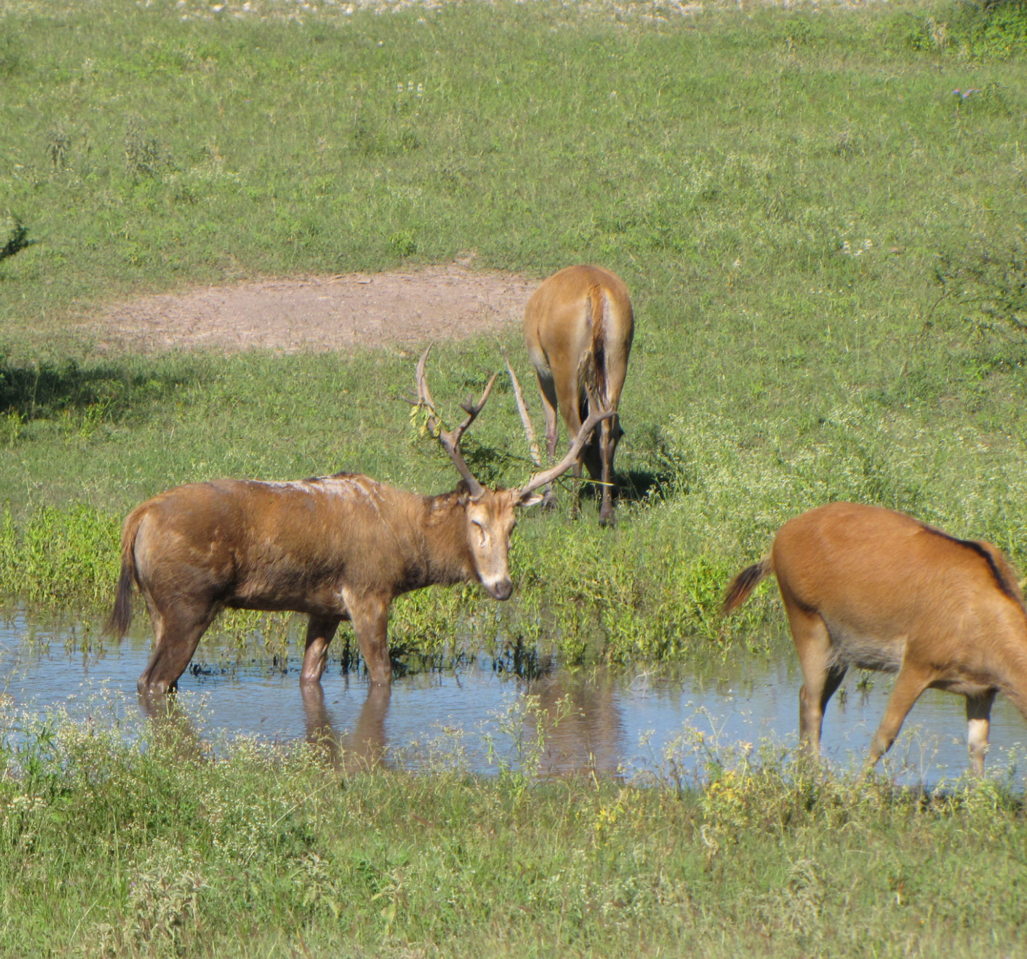 Trophy Pere David's Deer Hunting