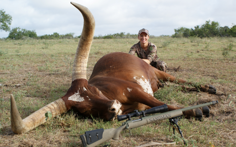 Watusi Exotic Hunt in Texas