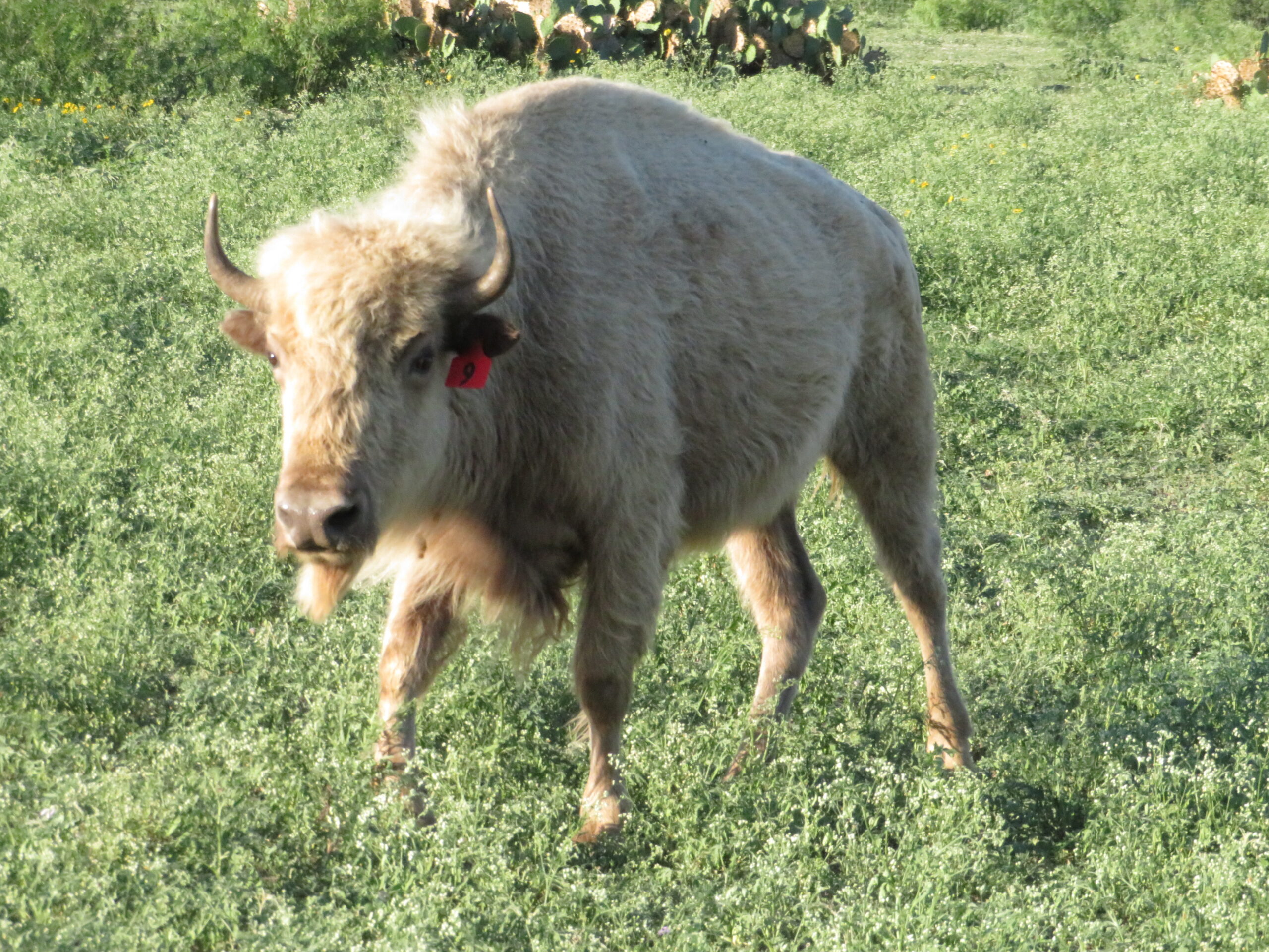 White Buffalo Hunting in Texas