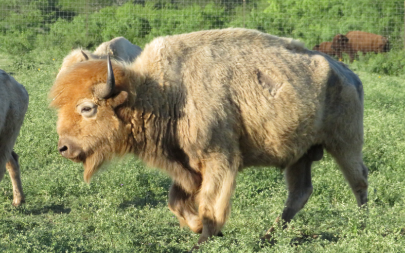 White Buffalo Hunting