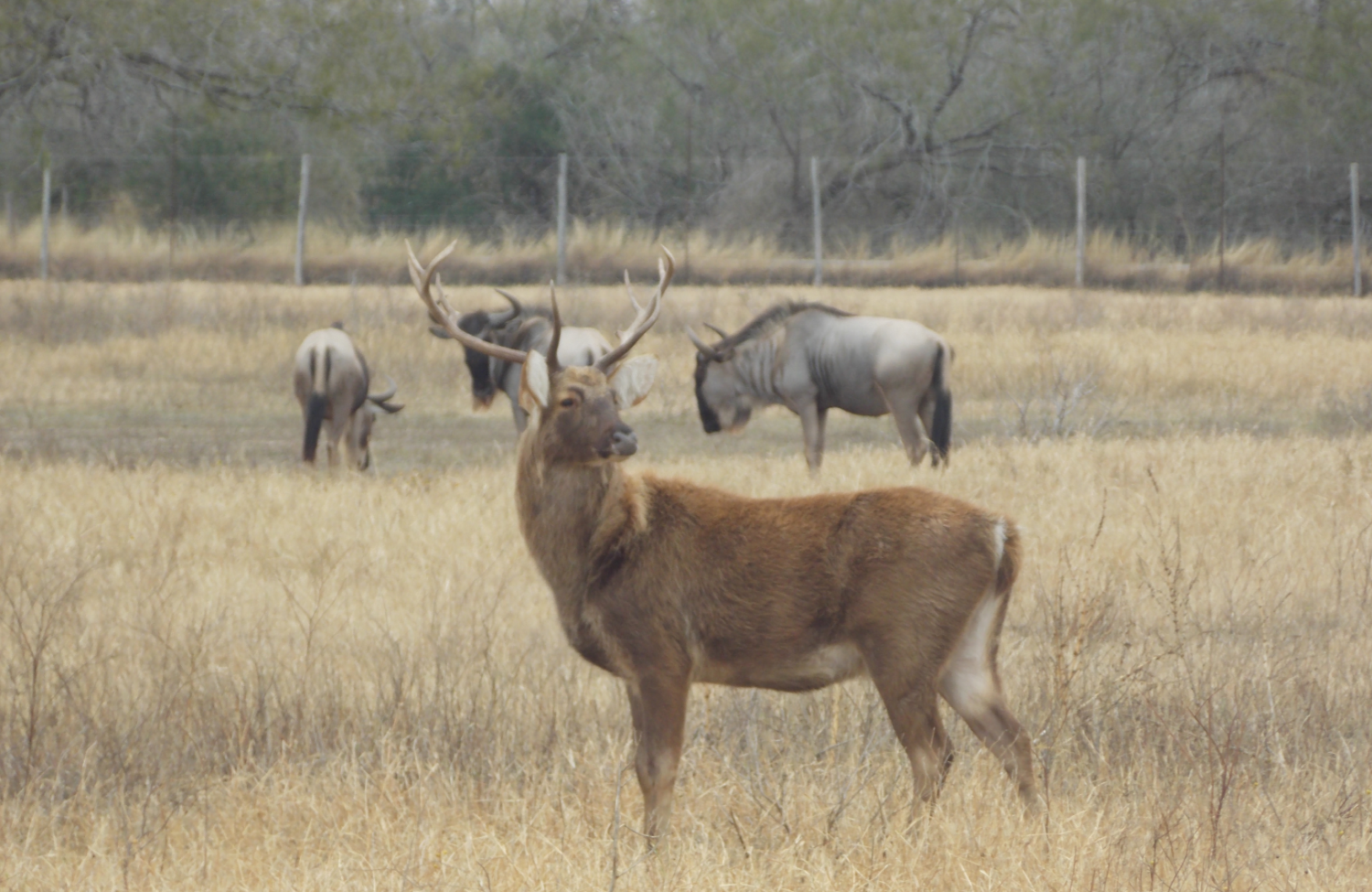 Wildlife at the LBR