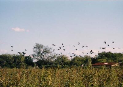 Dove Hunting in Texas