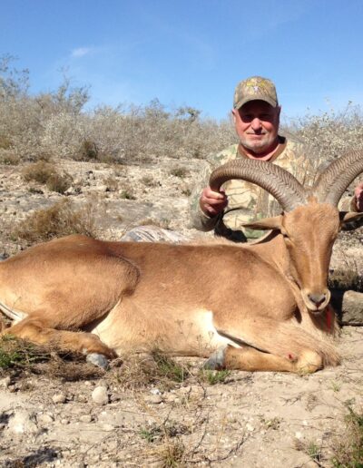 Aoudad Hunt TX