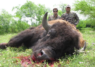 Buffalo Hunt