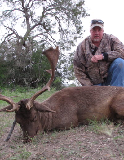 Fallow Deer Hunt TX