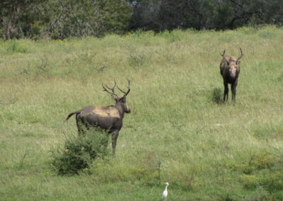 Peres David Deer Hunt