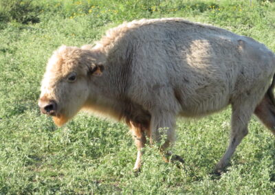 TX White Buffalo Hunt