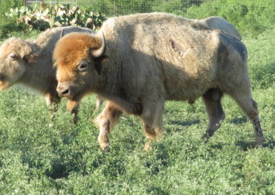 Texas White Buffalo Hunt