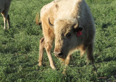 White Buffalo Hunt