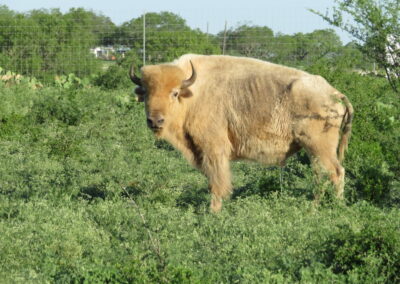 White Buffalo Hunt TX