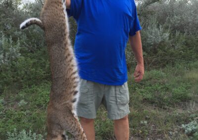 Bobcat Hunt 1