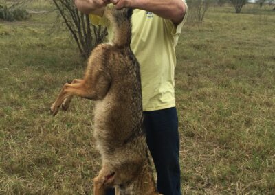 Coyote Hunt 1