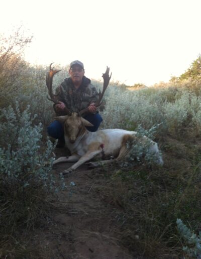 Fallow Deer Hunt 2