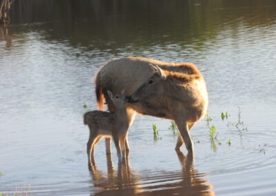 Peres David Deer Hunt 1