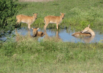 Peres David Deer Hunt 2