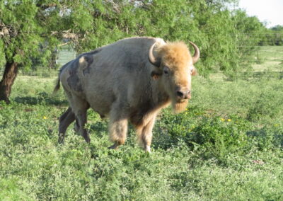 White Buffalo Hunt 1