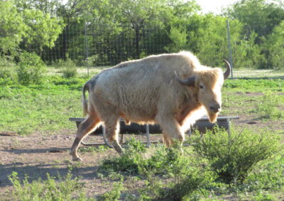 White Buffalo Hunt 2