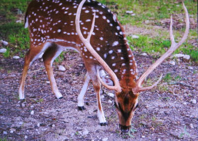 Axis Deer for Sale