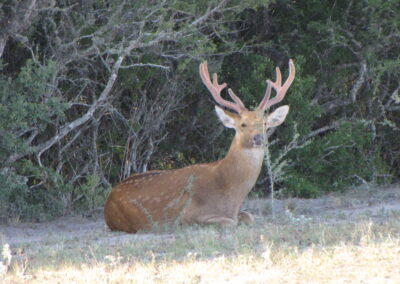 Barasingha for Sale