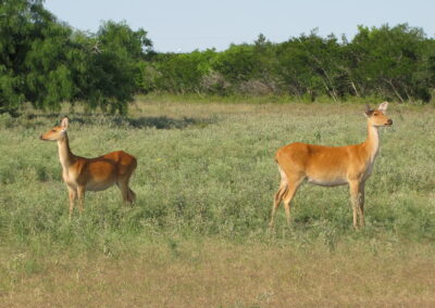 Barasingha for Sale in Texas