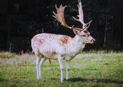 Fallow Deer for Sale